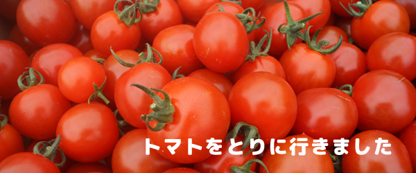 トマトをとりに行きました。