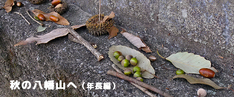 �H�̔����R�ցi�N���ҁj