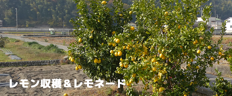 ���������n�������l�[�h